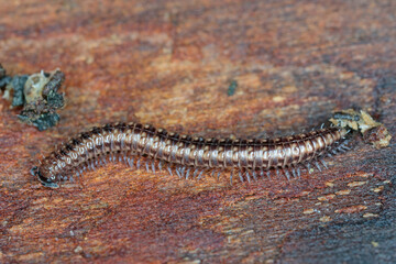 Striped millipede (Ommatoiulus sabulosus) walking on wood under the bark of a dead tree.
