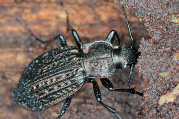 Ground beetle, Carabus granulatus, on deadwood.