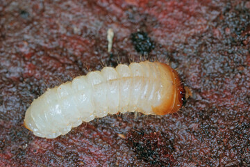 The larva of a beetle of the goat family, Cerambycidae, Rhagium under the bark of a tree.