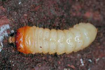 The larva of a beetle of the goat family, Cerambycidae, Rhagium under the bark of a tree.