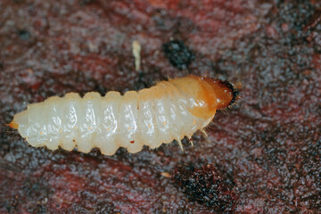 The larva of a beetle of the goat family, Cerambycidae, Rhagium under the bark of a tree.