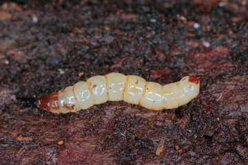 Awl fly larva on rotten wood (Xylophagus sp).