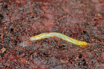 The larva of a fly from the family Sciaridae, dark-winged fungus gnats, under the bark of a dead tree.