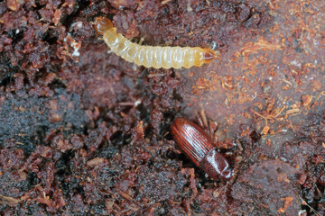 Cerylon ferrugineus beetle and a small beetle larva under the bark of a dead tree.