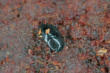 A small beetle of the family Histeridae commonly known as clown beetles or Hister, beetles on wood.