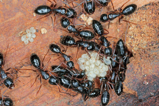 Black ants (Camponotus) under the bark of a dead tree caring for young larvae.