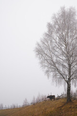 Misty countryside in winter. Cow on a hill grazing grass