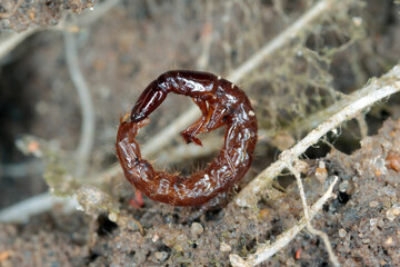 The larva of a predatory beetle of the family rowe beetles, Staphylinidae in the soil among the roots of crops.
