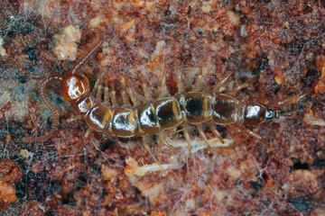 Obraz na płótnie Canvas Centipede, Lithobiidae on wood, macro photo