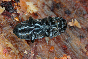 European bark beetle predator, Glischrochilus quadripunctatus on dead wood.