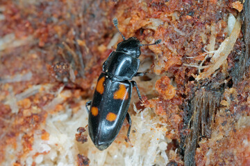 European bark beetle predator, Glischrochilus quadripunctatus on dead wood.