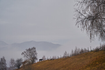 Misty countryside in winter. Cow on a hill grazing grass