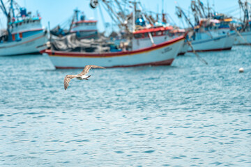 Fototapeta na wymiar a seagull flies over the ocean near a fishing port