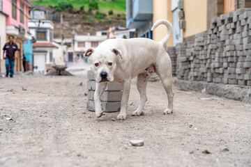 dog on the city street