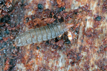 Obraz na płótnie Canvas Soldier fly larva on rottenSoldier fly larva on rotten wood (Stratiomyidae) wood (Stratiomyidae).