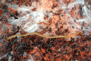 Centipede, Geophilidae, Geophilus proximus on wood, macro photo.