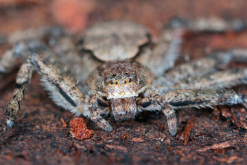 A forest spider Philodromus margaritatus on the wood of a tree. A predator that preys on other small invertebrates.