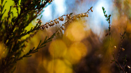 Macro de bruyères sauvages, dans la forêt des Landes de Gascogne