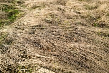 grass in the field for a background