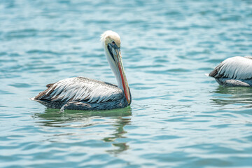 pelicans on the water surface of the ocean