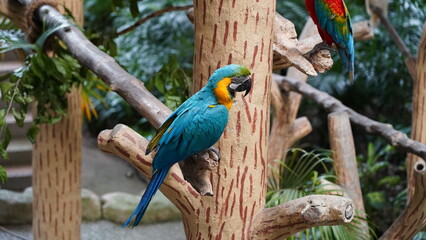 Blue and Gold Macaw|Ara ararauna|Psittacidae|Scarlet Macaw|金刚鹦鹉|𪄳鷎|藍黃金剛鸚鵡