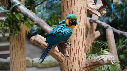 Blue and Gold Macaw|Ara ararauna|Psittacidae|Scarlet Macaw|金刚鹦鹉|𪄳鷎|藍黃金剛鸚鵡