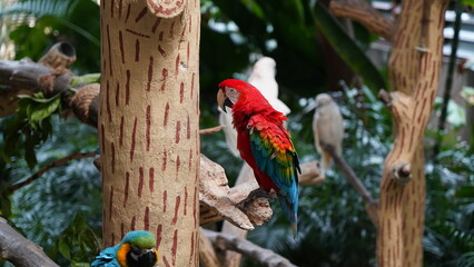 Cuban Macaw|Ara tricolor|古巴紅鸚鵡|紅金剛鸚鵡|三色金剛鸚鵡