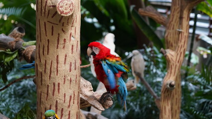 Cuban Macaw|Ara tricolor|古巴紅鸚鵡|紅金剛鸚鵡|三色金剛鸚鵡
