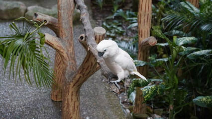 Little Corella (Cacatua sanguinea): The Little Corella is a species of white cockatoo native to Australia. It is a small to medium-sized parrot with white plumage