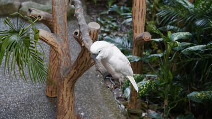  Umbrella Cockatoo|Cacatua alba|雨傘巴丹鸚鵡|白鳳頭鸚鵡