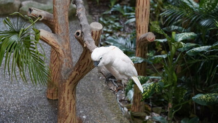  Umbrella Cockatoo|Cacatua alba|雨傘巴丹鸚鵡|白鳳頭鸚鵡