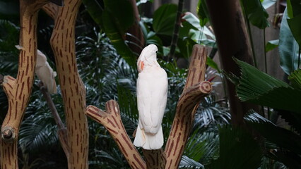  Umbrella Cockatoo|Cacatua alba|雨傘巴丹鸚鵡|白鳳頭鸚鵡