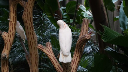  Umbrella Cockatoo|Cacatua alba|雨傘巴丹鸚鵡|白鳳頭鸚鵡