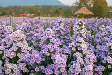 Close-up of a small purple flower