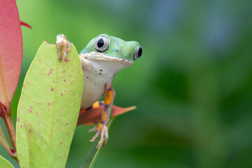 Phyllomedusa hypochondrialis climbing on green leaves