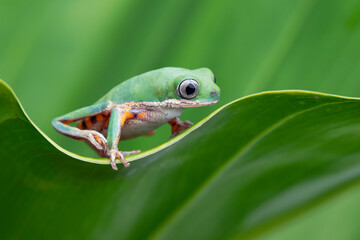 Phyllomedusa hypochondrialis climbing on green leaves