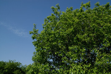 fresh green in early summer at AgeoMaruyama park, Saitama | 初夏の緑と青空