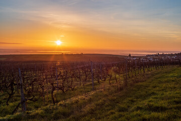 Fototapeta premium sonnenaufgang über den weinbergen
