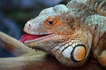 Close Up of Green Iguana 