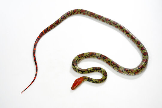 Blumennatter // Flower snake or Moellendorf's rat snake (Elaphe moellendorffi / Orthriophis moellendorfii)