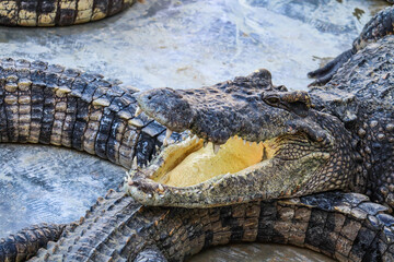 Close-up portrait of crocodile  is opening its mouth at the crocodile farm in Thailand Zoo