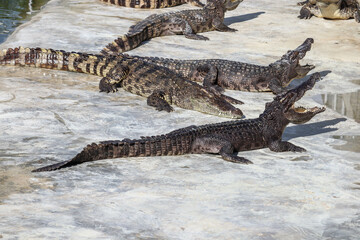 Close-up portrait of crocodile  is opening its mouth at the crocodile farm in Thailand Zoo