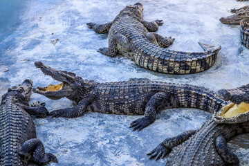 Close-up portrait of crocodile  is opening its mouth at the crocodile farm in Thailand Zoo