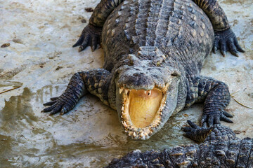 Obraz premium Close-up portrait of crocodile is opening its mouth at the crocodile farm in Thailand Zoo
