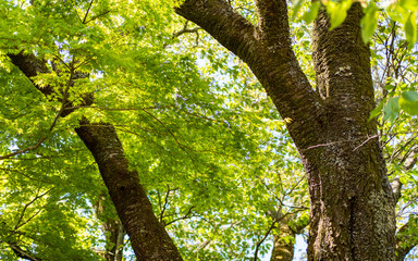 伊豆かつらぎ山のツツジ