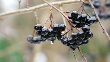 Aronia w zimę
