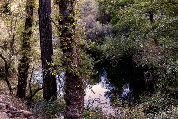 Vegetación en el rio Lozoya