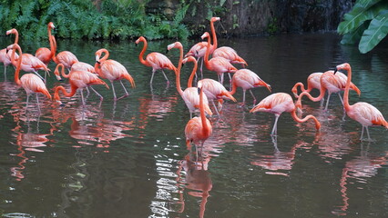Obraz premium greater flamingo|Phoenicopteridae|Phoenicopterus chilensis|智利火烈鳥|智利紅鸛