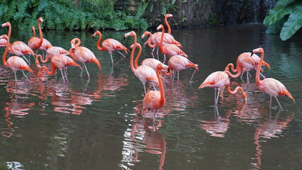 greater flamingo|Phoenicopteridae|Phoenicopterus chilensis|智利火烈鳥|智利紅鸛
