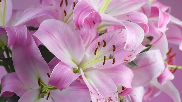 Beautiful lily flowers bouquet close up. Lillies. Pink lilies rotating background. Big bunch of fresh fragrant lilies, macro. Slow motion 